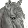 disegni di cavalli a matita