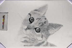 disegni animali gatto a matita
